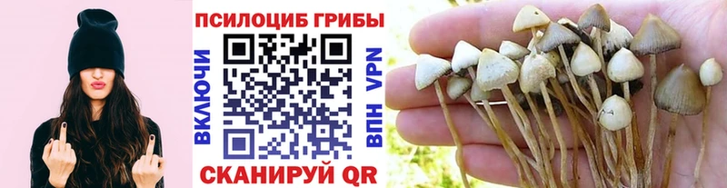 Псилоцибиновые грибы ЛСД  даркнет сайт  Заозёрск 